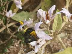 Bombus steindachneri