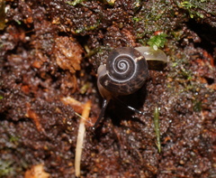 Pillomena meraca