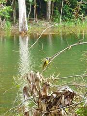 Pitangus sulphuratus