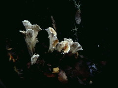 Cantharellus insignis