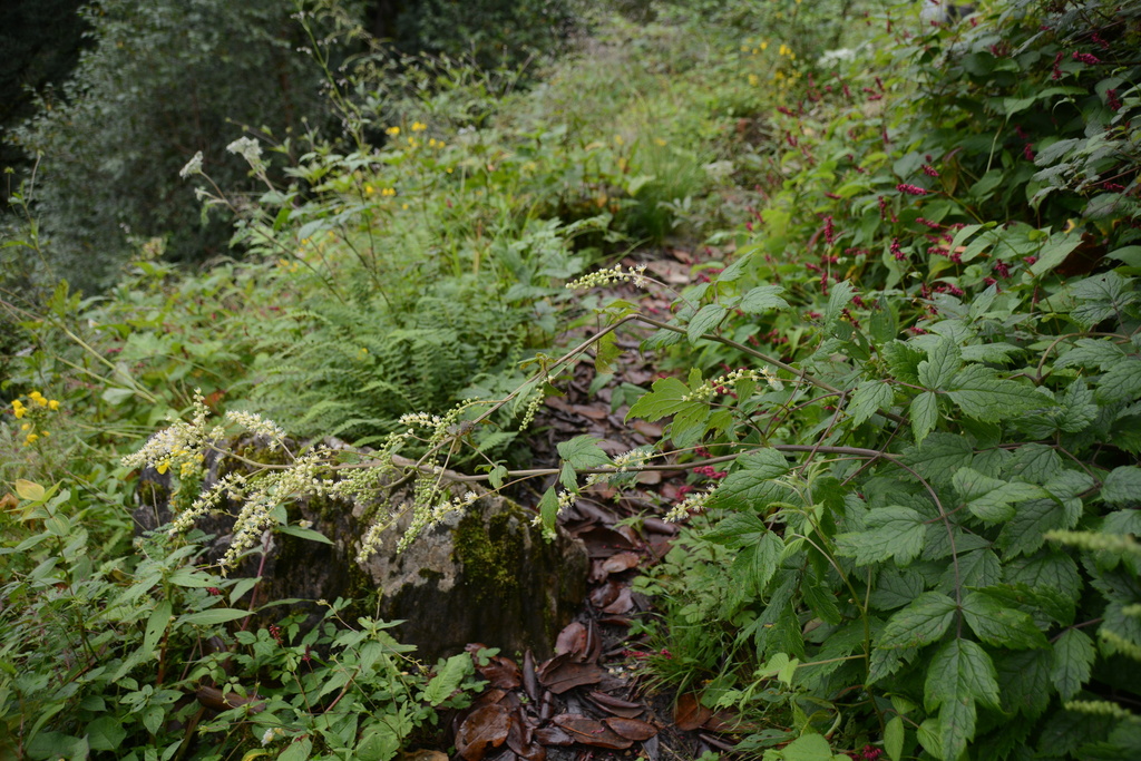 Actaea frigida