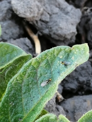 Liriomyza huidobrensis