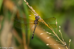 Macrothemis imitans