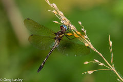 Macrothemis imitans