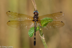 Macrothemis imitans