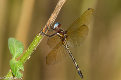 Macrothemis imitans
