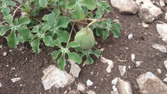 Cochlospermum wrightii