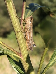 Melanoplus cinereus