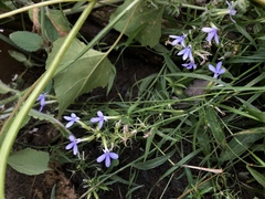 Palmerella debilis serrata