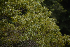 Cinnamomum glanduliferum