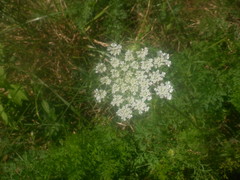 Daucus carota