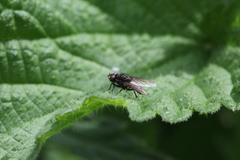 Diptera