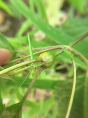 Asphondylia eupatorii