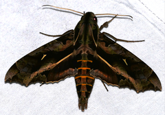 Hemeroplanes triptolemus