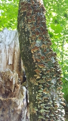 Cerrenaceae