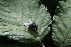 Diptera