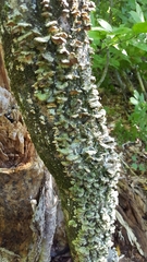 Cerrenaceae