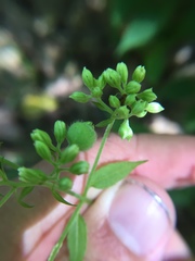 Schizomyia eupatoriflorae