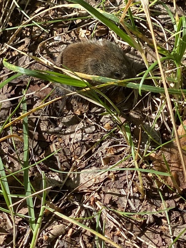 Northern Red-backed Vole, Kincaid Park, Anchorage, AK, US, photo 10 of 10