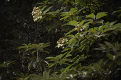 Hydrangea aspera robusta