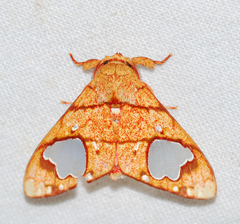 Zatrephes trailii