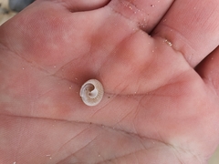 Coelotrochus tiaratus