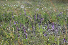Liatris aspera