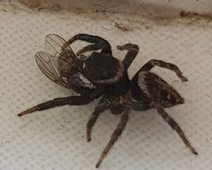 Hasarius adansoni