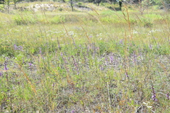 Liatris aspera