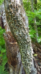 Cerrenaceae