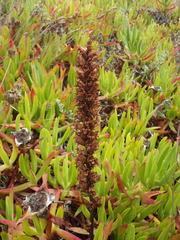 Orobanche foetida