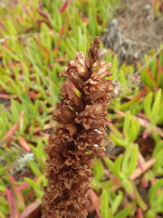 Orobanche foetida