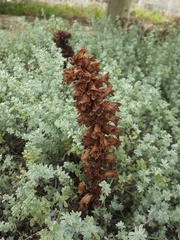 Orobanche foetida