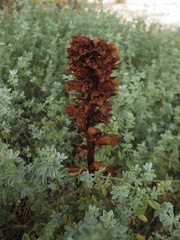 Orobanche foetida