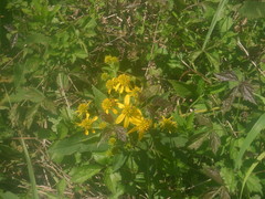 Verbesina alternifolia