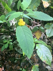 Impatiens pallida