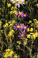 Senecio abruptus