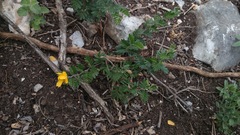 Chamaecrista greggii