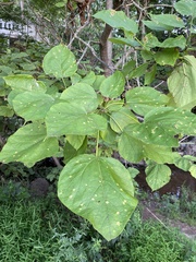 Alternaria catalpae