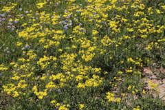 Senecio abruptus