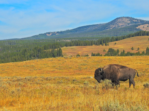 Plains Bison photographed in Wyoming
