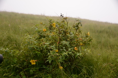 Hypericum choisyanum