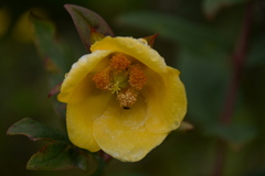 Hypericum choisyanum