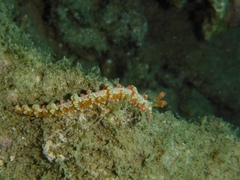 Limenandra barnosii