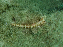 Limenandra barnosii