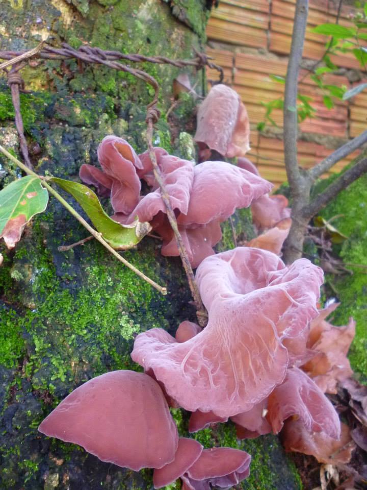 Auricularia fuscosuccinea
