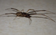 Episinus truncatus