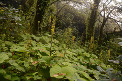 Ligularia fischeri
