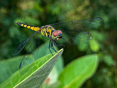 Brachydiplax