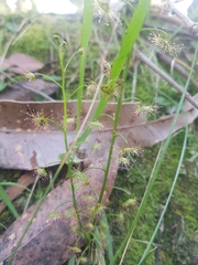 Drosera auriculata